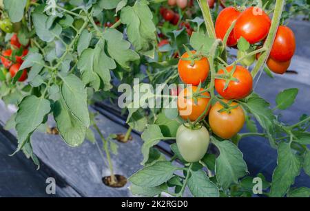 Rote reife roma-Tomaten, die im Gewächshaus wachsen. Stockfoto