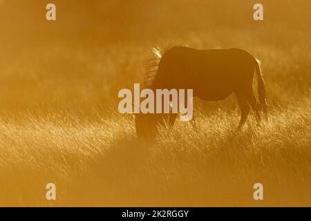 Blaues Gnus in Staub bei Sonnenuntergang Stockfoto