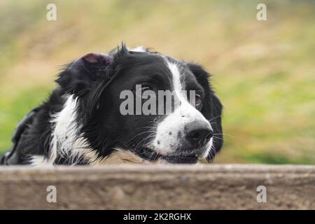 Border Collie Dog wartet auf einen Ball in saltburn, North yorkshire, großbritannien Stockfoto