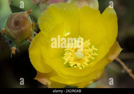 Blume der Stachelbirne Opuntia sp. Im Langue de Barbarie Nationalpark. Stockfoto