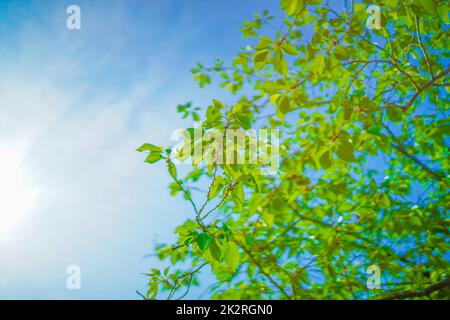 Bild: Frisches Grün und Sonnenbalken Stockfoto