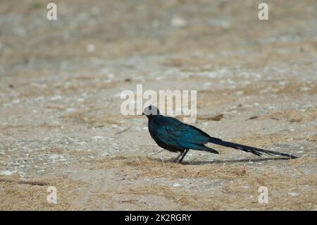 Longtail Gloss Starling Lamprotornis caudatus auf dem Boden. Stockfoto