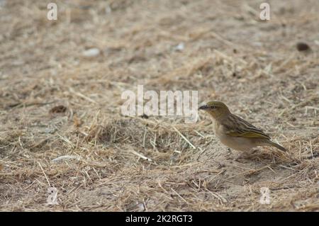 Schwarzkopfweber im Langue de Barbarie National Park. Stockfoto