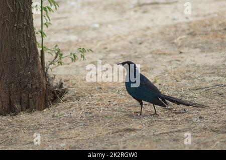 Langue de Barbarie National Park mit Hochglanzstarren. Stockfoto