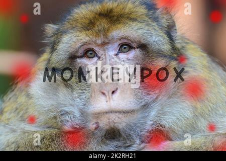 Monkeypox-Ausbruch, MPXV-Virus, sich ausbreitende Infektionskrankheiten, kranker Affe Stockfoto