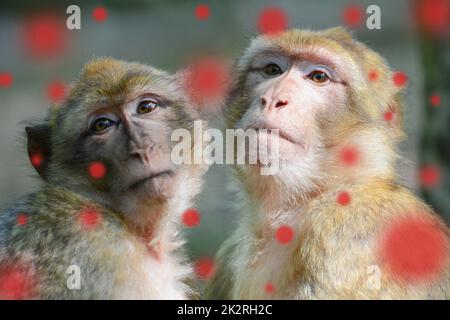 Monkeypox-Ausbruch, MPXV-Virus, sich ausbreitende Infektionskrankheiten, kranker Affe Stockfoto