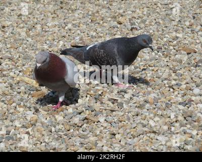 Schöne Tauben, die in einem Park pickten und Getreide essen, Hausvögel Stockfoto