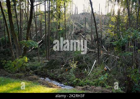 Massive Sturmschäden in einem Wald mit einem Hauch von Zerstörung. Stockfoto