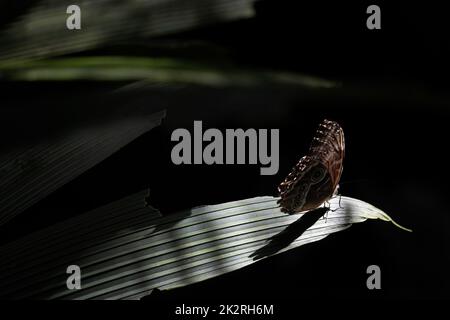 Eule Butterfly (Caligo memnon) auf dunklem Hintergrund Stockfoto