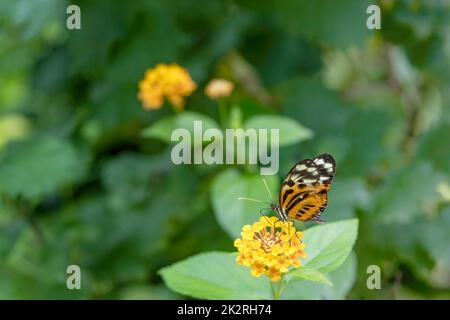 Monarch-Schmetterling von der Seite gesehen. Stockfoto