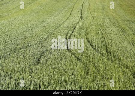 Rasenrasen schneiden Stockfoto