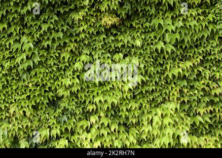 Grünen Efeu Wand Stockfoto