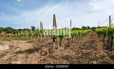 Junge Sprossen mit Traubenbündeln auf den Zweigen der Rebe im Frühjahr. Landwirtschaft. Stockfoto
