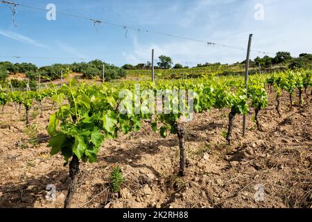 Junge Sprossen mit Traubenbündeln auf den Zweigen der Rebe im Frühjahr. Landwirtschaft. Stockfoto