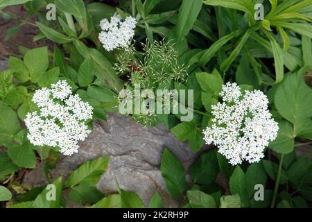 GewÃ¶hnlicher Giersch (Aegopodium podagraria) - blÃ¼hende Pflanze Stockfoto