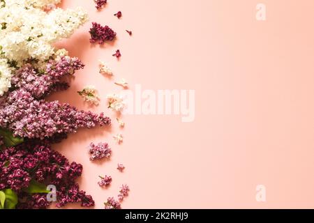Frühling Flieder Blumen auf rosa Hintergrund dekorativen Rand kopieren Raum flach legen Stockfoto