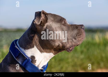 der amerikanische Tyrann schaut auf seinen Besitzer Stockfoto
