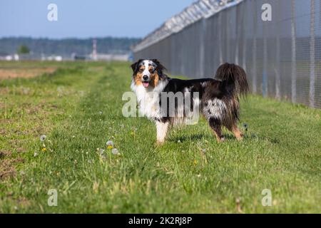 australischer Schäferhund steht Stockfoto