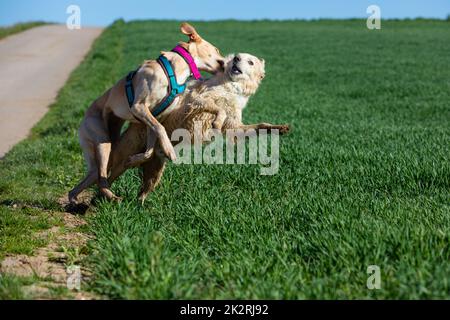 Grobes Spiel mit zwei Hunden Stockfoto