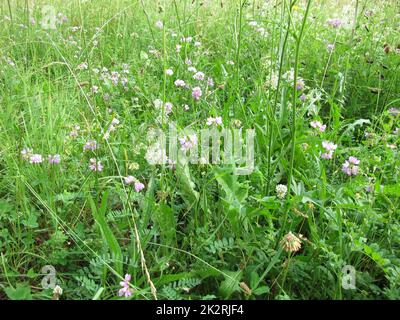 Wildblumenwiesen mit Kronvetch und weißem Bedstroh Stockfoto
