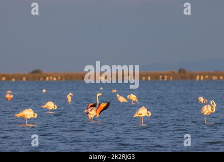 Flamingo im Parc Naturel regional de Camargue, Provence, Frankreich Stockfoto