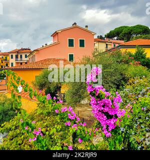 Bougainvillea-Blumen mit farbenfroher Architektur eines kleinen Fischerdorfes im Hintergrund - Tellaro, Cinque Terre, Ligurien, Italien Stockfoto