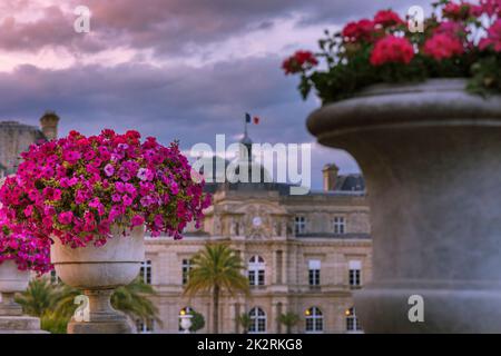 Luxemburg Gärten und Blumenbeet Vase bei dramatischen Morgendämmerung, Paris, Frankreich Stockfoto