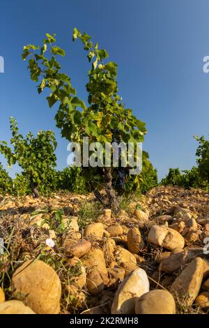 Typischer Weinberg mit Steinen in der Nähe von Chateauneuf-du-Pape, Cotes du Rhone, Frankreich Stockfoto