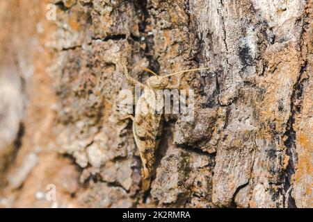 Braune Heuschrecke auf einer kleinen Rinde ahmt die Natur in Harmonie nach. Stockfoto