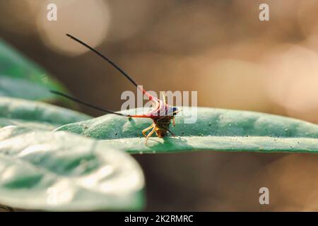 Curved Spiny Spinne auf den Blättern im Wald Stockfoto