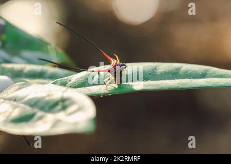 Curved Spiny Spinne auf den Blättern im Wald Stockfoto