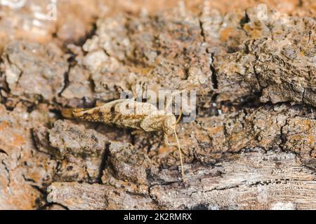 Braune Heuschrecke auf einer kleinen Rinde ahmt die Natur in Harmonie nach. Stockfoto