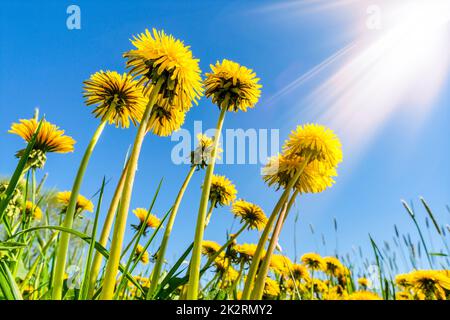 Bodenansicht von gelben Dandelionen mit Sonnenlicht Stockfoto