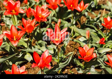 Tulipa - Toronto Blumen wachsen und blühen im botanischen Garten Stockfoto