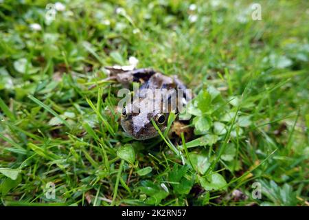 Grasfrosch (Rana Temporaria) Stockfoto