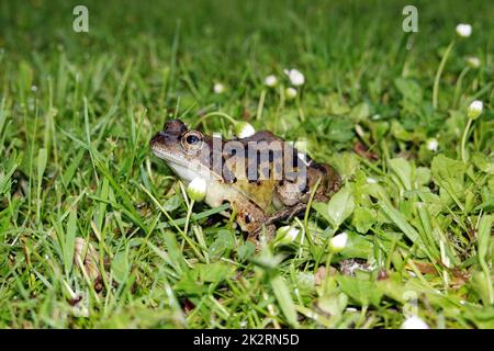 Grasfrosch (Rana Temporaria) Stockfoto