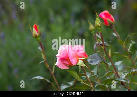 Rosa Rosen im Garten Stockfoto