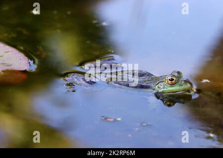 Teichfrosch (Pelophylax esculentus, SYN. Rana esculenta) im Gartenteich Stockfoto