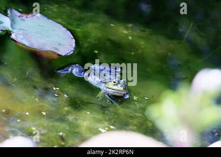 Teichfrosch (Pelophylax esculentus, SYN. Rana esculenta) im Gartenteich Stockfoto