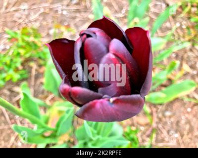 Tulpen im Garten im Sommer Stockfoto