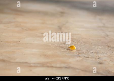 Grüne Pflanze im lokalen Restaurant Stockfoto