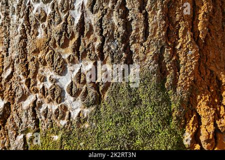 Baum im Wald Stockfoto