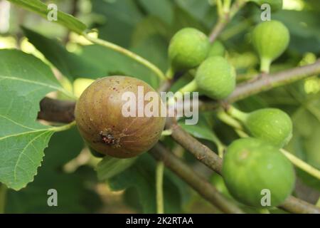 Frische Feigen, die auf reifen Feigen und grünen Feigen wachsen Stockfoto