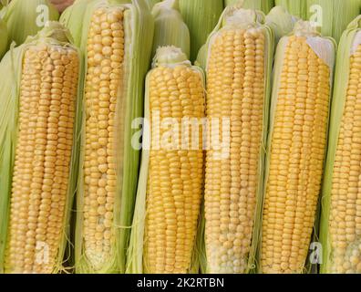 Mais oder Mais (Lat. Zea mays) Stockfoto