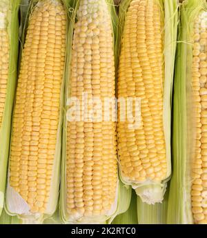 Mais oder Mais (Lat. Zea mays) Stockfoto