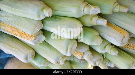 Mais oder Mais (Lat. Zea mays) Stockfoto