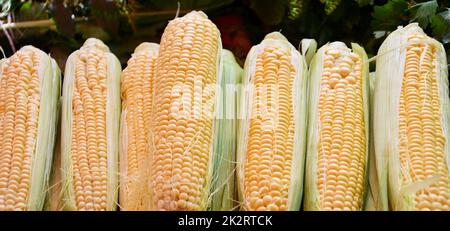 Mais oder Mais (Lat. Zea mays) Stockfoto