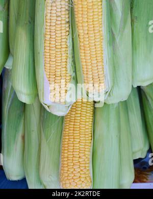 Mais oder Mais (Lat. Zea mays) Stockfoto