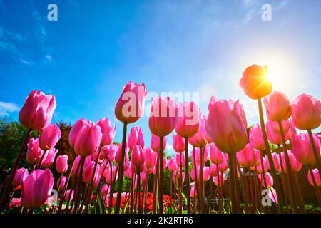 Blühende Tulpen gegen den blauen Himmel niedrig Aussichtspunkt Stockfoto