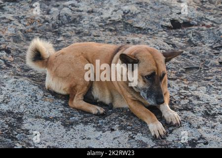 Der braune Hund liegt auf dem Steinboden. Stockfoto